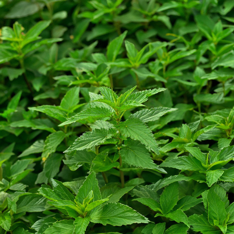 عرق گیاهی ضد دیابت بوقناق و گزنه 1 لیتری ژیک - تصویر 3