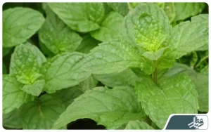 خواص عرق نعناع؛ عرق نعنا برای چی خوبه و چه تاثیری روی معده و گوارش دارد؟